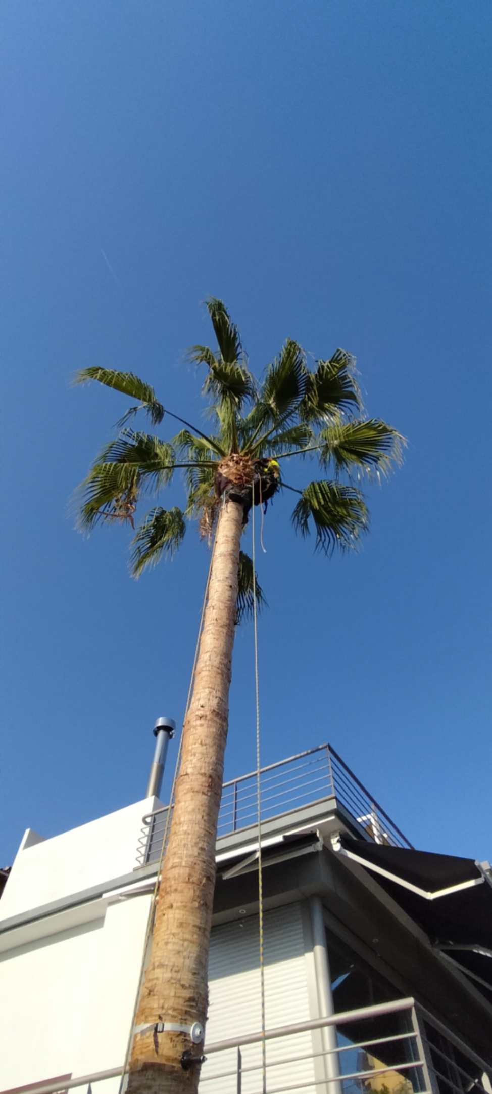 Limpieza de palmera con cuerda