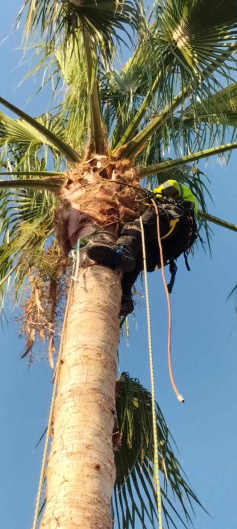 Limpieza de palmera hombre