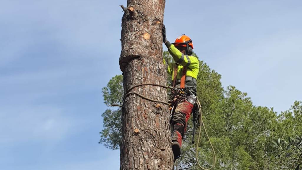 motosierra cortando un arbol