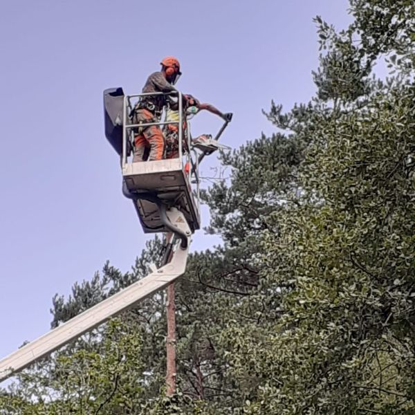 servicios de arboricultura en todo cataluña